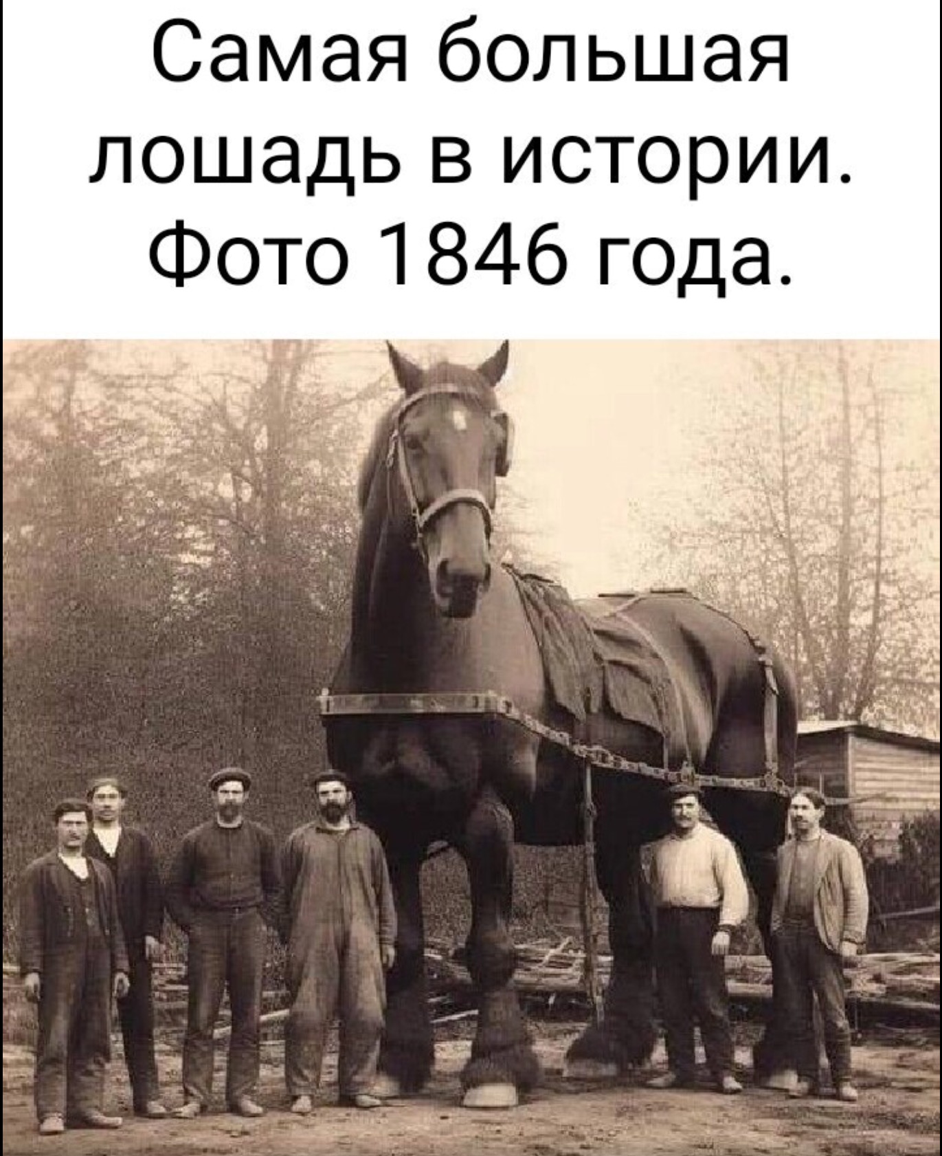 Самая большая лошадь в истории. Большой конь 1846 года