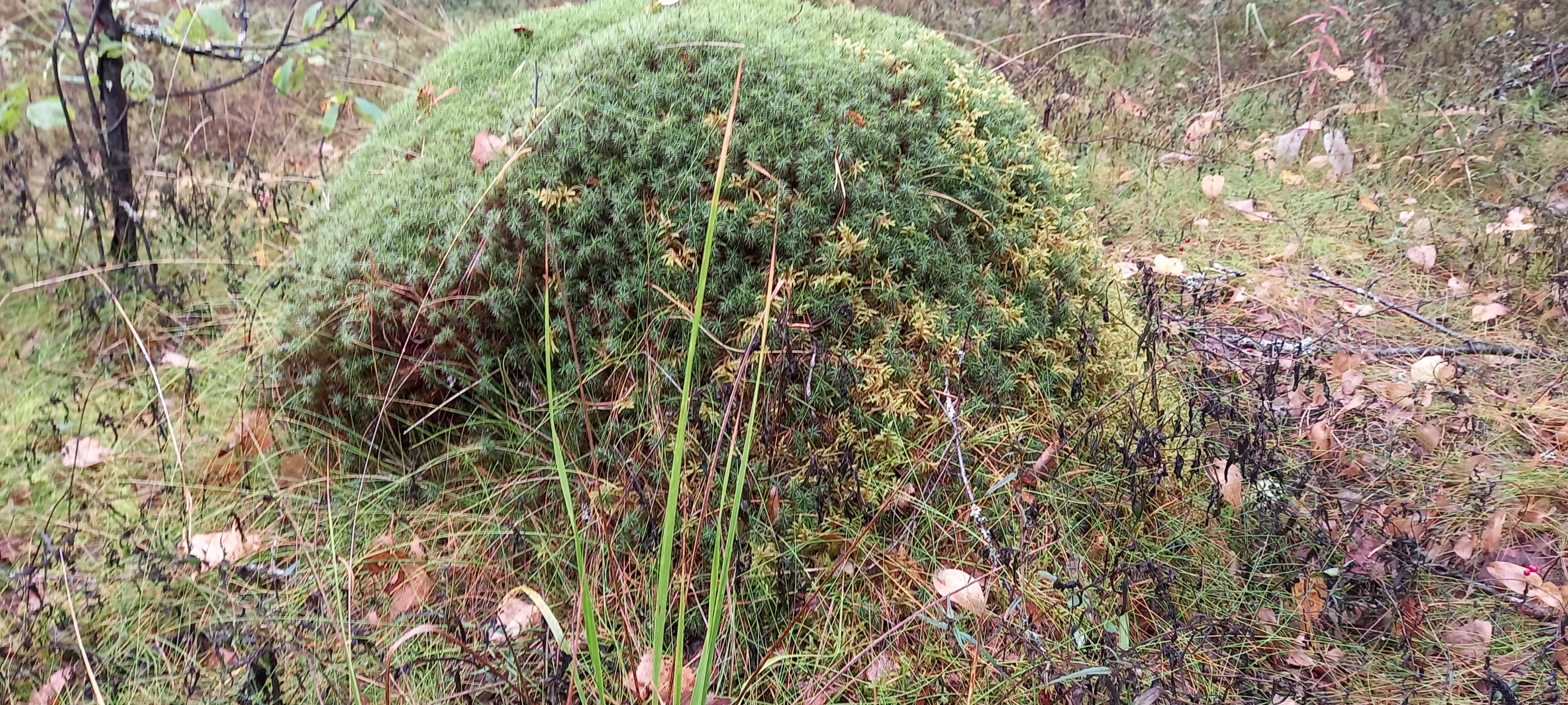20260708_202411.jpg